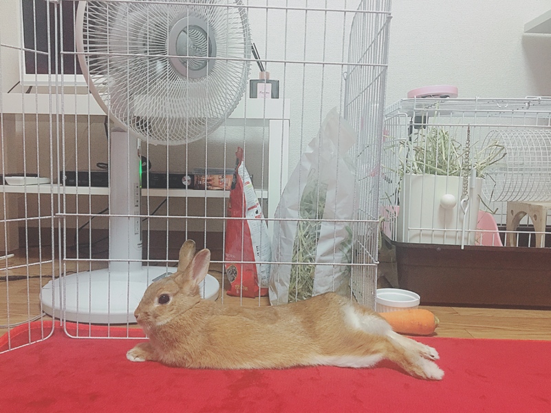 ネザーランドドワーフ1歳女の子 サムネイル7