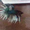 クラウンテール ベタ ♂