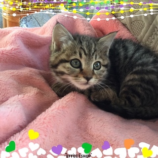 仲良し4兄妹の紅1点こむぎちゃん♪