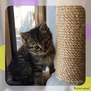 仲良し4兄妹の可愛い男の子♪