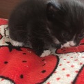 1ヶ月ちょっとの子猫里親再募集