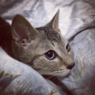 青い目とちょっと短い脚が可愛い男の子