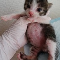 生後15日の子猫♂