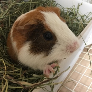 少し臆病なモルです