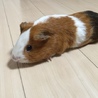少し臆病なモルです サムネイル3