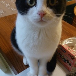 1週間吐いていない！