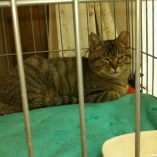 仮称「とらちゃん」の未来を守って下さるご家族を！