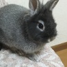黒まりもん