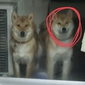 先住犬が居ないのが絶対条件