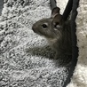 ヒナちゃまコタツでぬくぬく(*'ω' *)