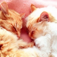 おもちと茶とらん