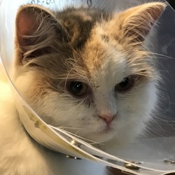 おもちの避妊手術