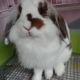 一時募集をストップさせていただきます