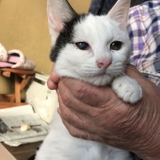 可愛い約3ヶ月の子猫ちゃん