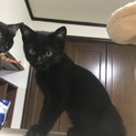 生まれて3ヵ月程の子猫です