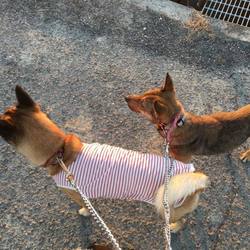 「保護犬ちゃこちゃん野犬の馴らし預かり日誌」サムネイル1