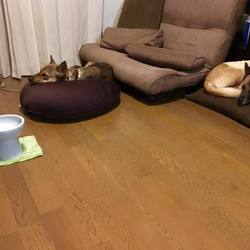 「保護犬ちゃこちゃん野犬の馴らし預かり日誌」サムネイル3