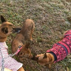 「保護犬ちゃこちゃん野犬の馴らし預かり日誌」サムネイル2