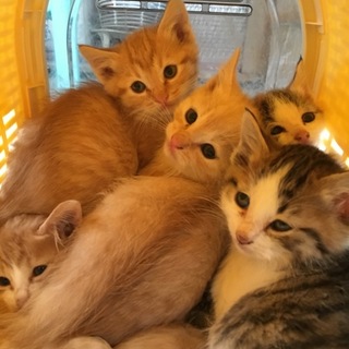 大切にしていただける方へ