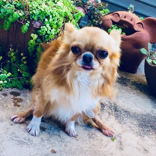 チワワの男子里親募集します。