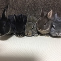 11/14生まれ、ミニうさぎズ
