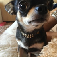 ビビ