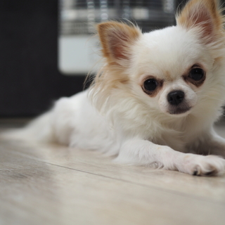 ロングコートチワワ 1.7キロ小さい女の子