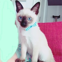 ミント