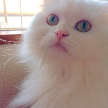 の写真