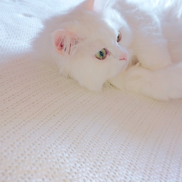 の写真