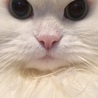 の写真