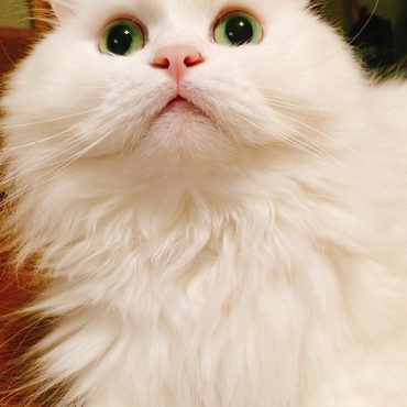 の写真
