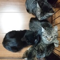 黒猫、キジ猫、キジ白４兄妹