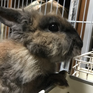 可愛いうさぎくんです。