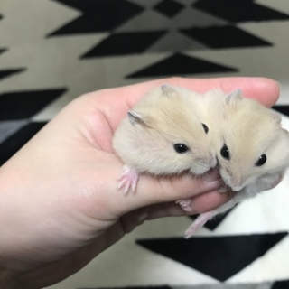 イエロージャンガリアンハムスター