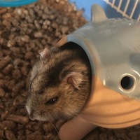 ルル