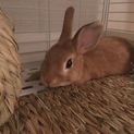 ネザーランドドワーフ♂