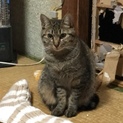 甘えん坊なキジトラの女の子です!!