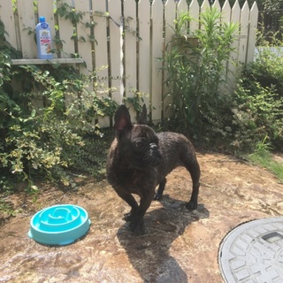 フレブル♂(去勢済)2歳です