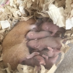 6日目