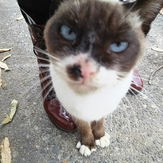 シャムmixの男の子