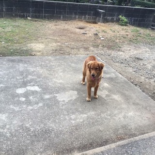 人懐こいヒナちゃんです。