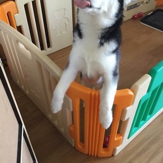 お散歩大好きサマンサちゃん