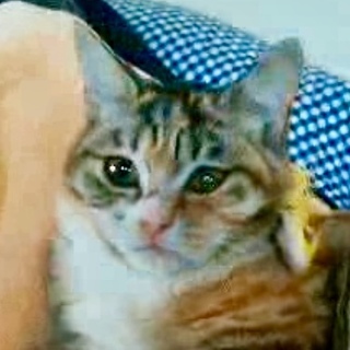 ペタンとした女の子顔のナオちゃんです