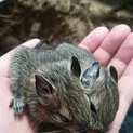 デグーベビーの里親募集（♂♀両方います）