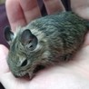 デグーベビーの里親募集（♂♀両方います） サムネイル2