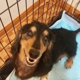 カニヘンダックスの男の子！いちです！