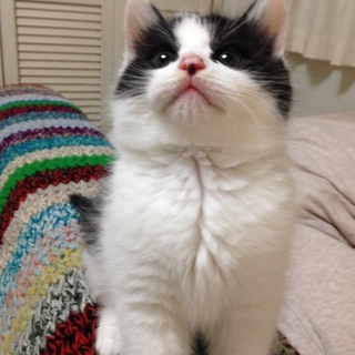 ピコと太郎 里親募集 ♪