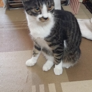 人なれ抜群キジ白子猫-めす６ヶ月