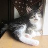 人なれ抜群キジ白子猫-めす６ヶ月 サムネイル4